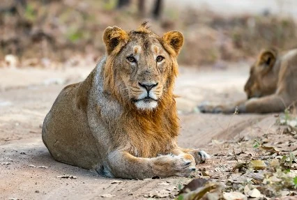 rann-of-kutch-package